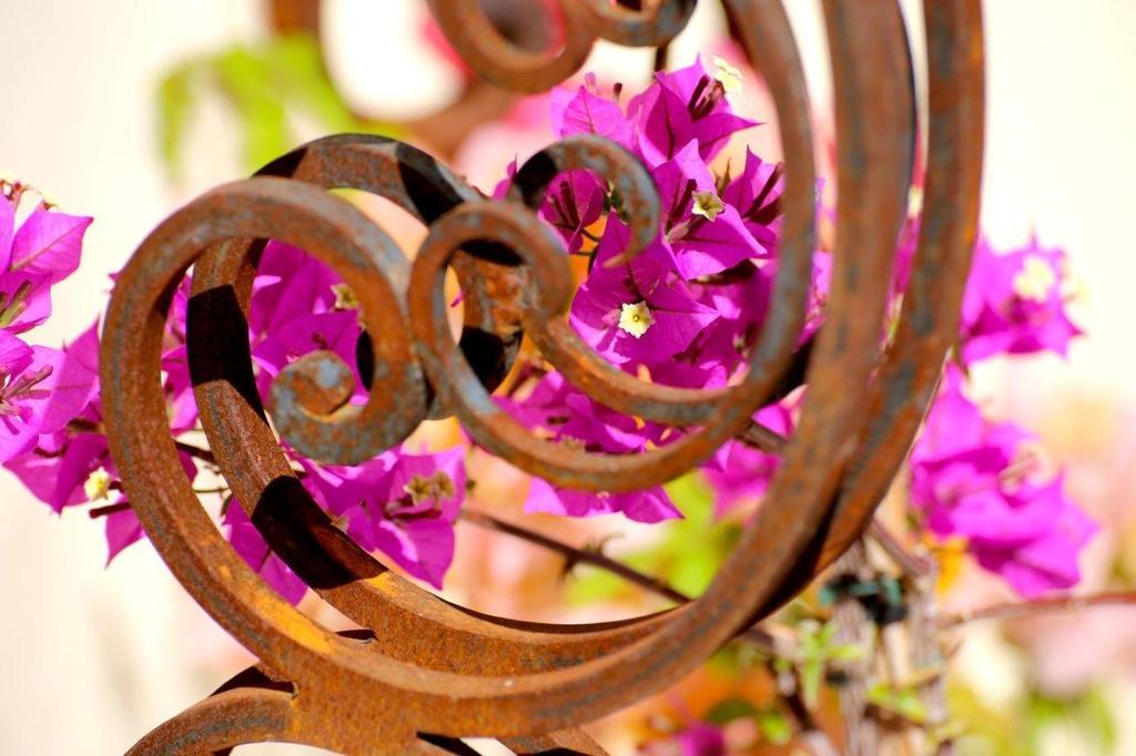 Mas De Mariette Bed & Breakfast Noves Dış mekan fotoğraf